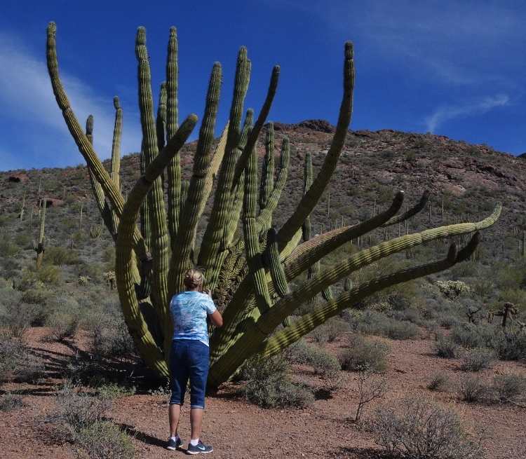 organ pipe cactus